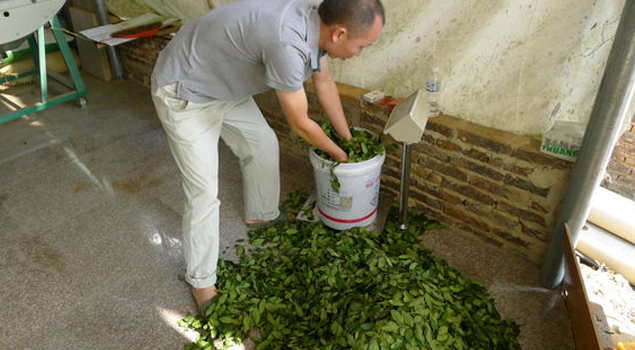 制茶蒸汽發生器