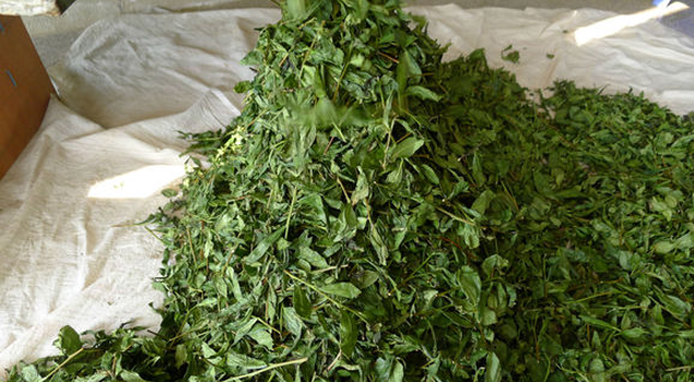 茶葉烘干蒸汽發生器