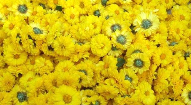 菊花烘干蒸汽發生器