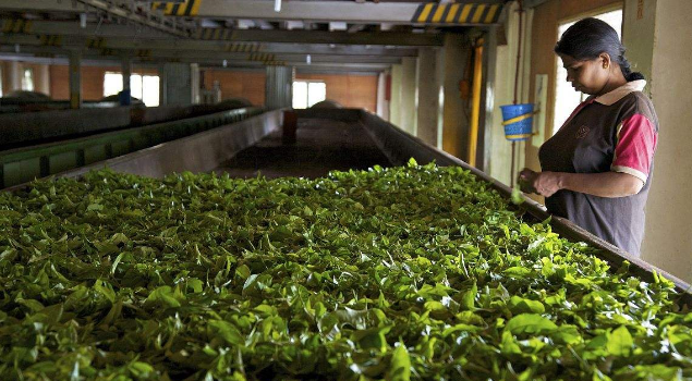 茶葉烘干蒸汽發生器