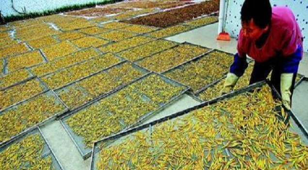 黃花菜烘干蒸汽發生器