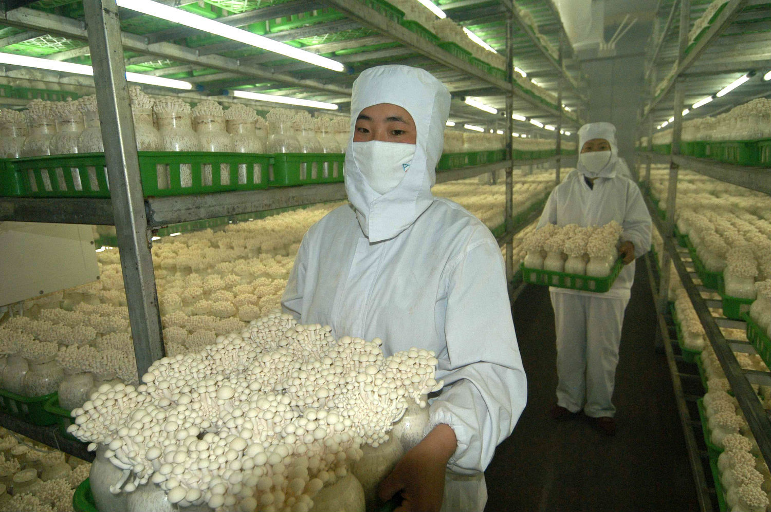 食用菌使用電加熱蒸汽發生器減少損耗