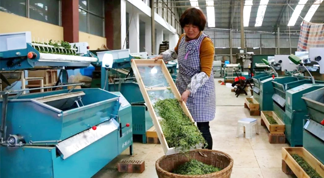 春茶貴如金，茶商如何在短時(shí)間內(nèi)海量備貨？